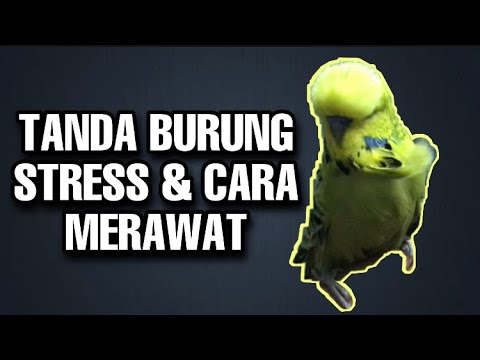 Burung Baji / Parkit Stress? - How To Take Care Of Stress Budgies Parakeet