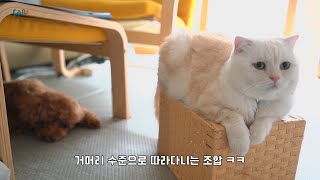 강아지 누나가 늘 옆에만 있었으면 좋겠다고 생각하는 고양이