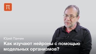 картинка: Клеточные основы поведения — Юрий Панчин