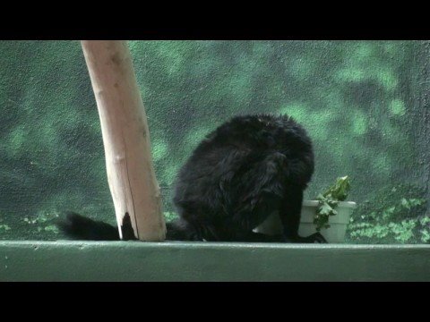 Philadelphia Zoo Male
