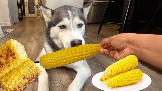 Dogs Eating Corn On The Cob #dog #cute #siberianhusky