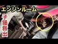 車のエンジンルームにいた野良の子猫を保護(救出)しました