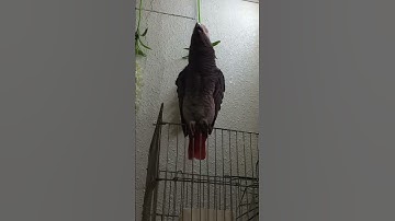 ببغاء يقرأ سورة الإخلاص بكل وضوح