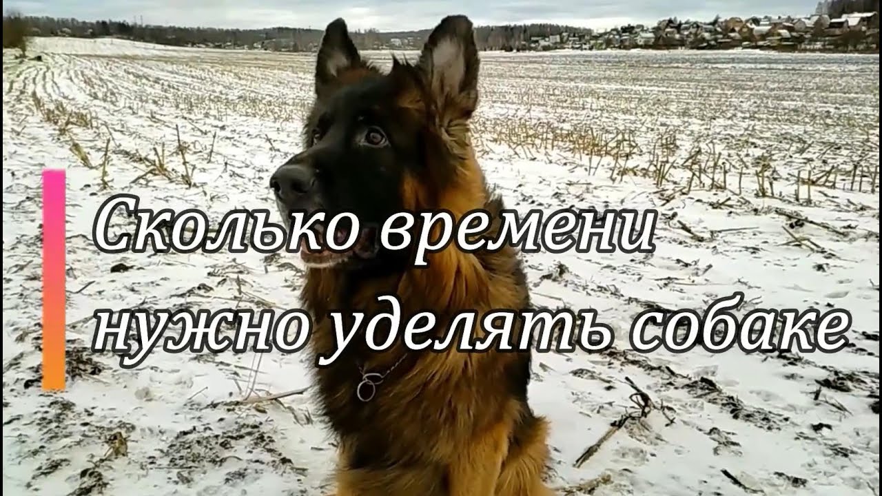 Сколько времени уделять собаке - YouTube