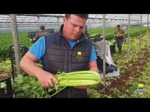 Video: Raccolta del sedano: quando e come raccogliere il sedano