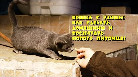 Кошка с улицы: как сделать домашним и воспитать нового питомца?