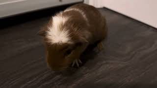 Rebecca the Baby Guinea Pig Excited  Funny (Jan 2023)