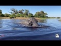 Jabu's beautiful joyous afternoon swim | Living With Elephants Foundation | Okavango Delta, Botswana
