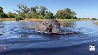 Jabu&#39;s beautiful joyous afternoon swim | Living With Elephants Foundation | Okavango Delta, Botswana