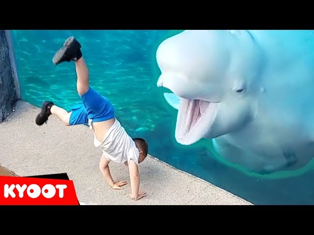Beluga Whale is AMAZED by Tricks!  | Funny Aquarium Videos class=
