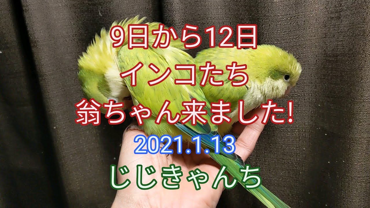 マメ巣上　翁いんこ　🐣