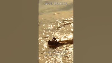 Thumbnail of Adrian Berenguer - Life - epic relaxation short - Mind Drifter