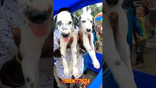 German Shepherd and Dalmatian Puppy Sell in Serampore Pet Market। Shorts।