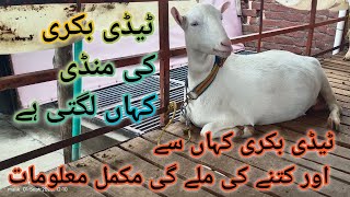 Teddy Bakri Kahan Se Aur Kitne Ki Mile Gi Updates Ll About Teddy Goats Ll Teddy Bakri Ki Keemat ??
