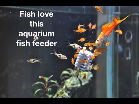 Fish Feeder Frank Aquarium Fish Feeder