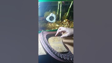 Sound of Silence | Lyre Harp Cover | Short