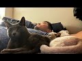 ねこの朝は遅くて長い🐈‍⬛