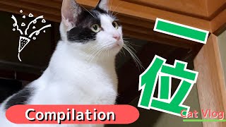 [Compilation] Compilation of “The cats that challenge the spiders are so funny!” and “Podium Cat”