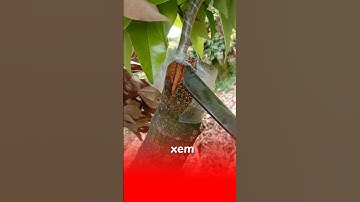 Kiểm tra cách ghép vải thiều có đạt ko #kythuatcaytrong #trongcay #chiase #ghepcay #vaithieulucngan