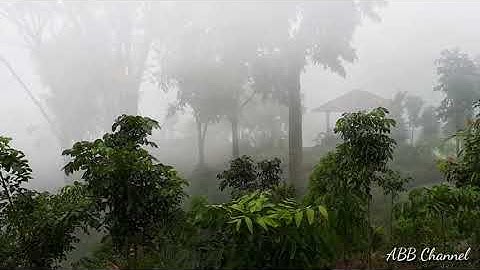 Bagai Taman di atas Awan/ Tengger, Tahura Sultan Adam Mandiangin.