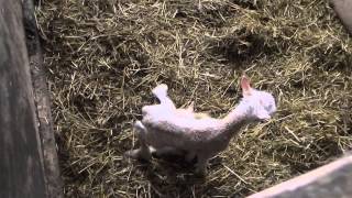 Newborn lamb screaming