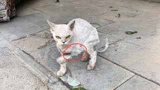 A skinny stray cat with a broken front limb, willing to trust humans again despite intense pain by Animal Care Haven 217,060 views 3 months ago 10 minutes, 48 seconds