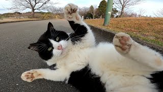 撫でると時々急にゴロンと転がる野良猫がカワイイ