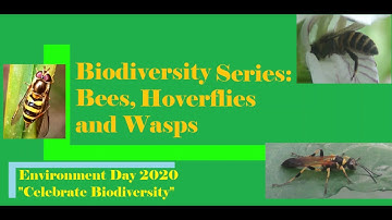 Biodiversity Series: Bees, Hoverflies and Wasps