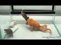 Pacman frog eats black  white mice  warning live feeding