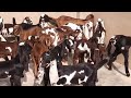 Best Beetal Goat Farming Layyah l Best Beetal Bakra I beetal bread Sahiwal available sale in Layyah