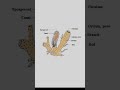 Porifera:key features and classification in short.