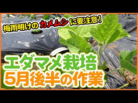 家庭菜園や農園の枝豆栽培５月後半お世話！梅雨明け大量発生するカメムシ対策のコツを徹底解説！/ How to grow green soybeans in the latter half of 