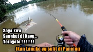 Di kira Sangkut, Ternyata ‼️ ||  Mancing Ikan Lais Tembiring / Sengarat Sungai KALIMANTAN BARAT