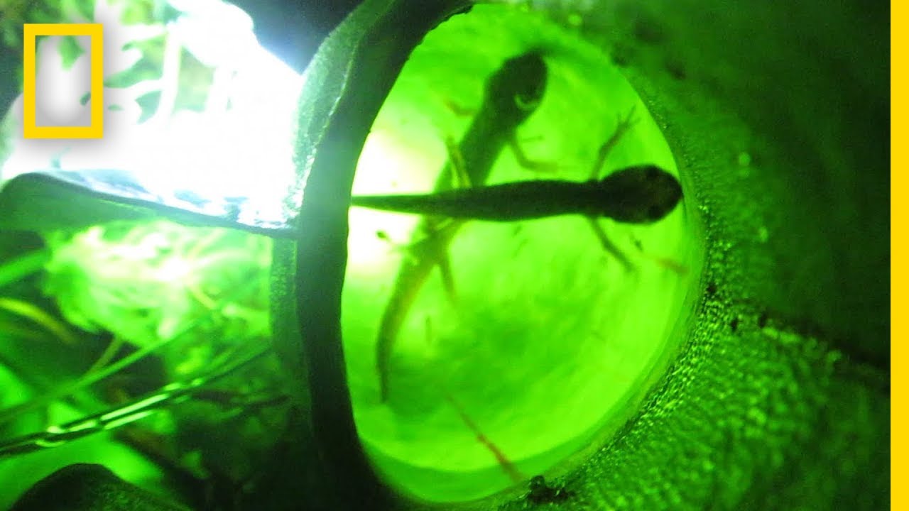 These Plants Eat Salamanders National Geographic YouTube