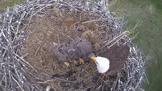 Xcel Energy Fort Saint Vrain Eagle Cam 09.05.2024