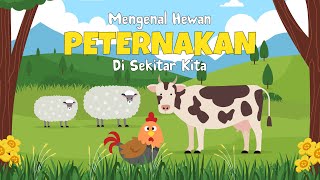Mengenal Hewan Ternak Ayam Sapi Domba