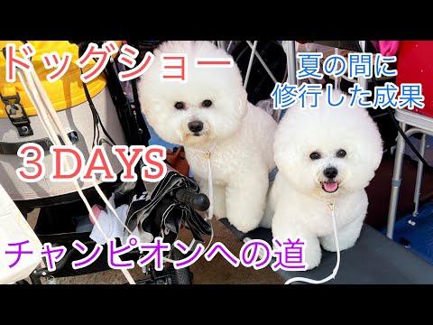 ビションフリーゼ姉弟のモエ・コアのドッグショーチャレンジ【チャンピオンへの道】