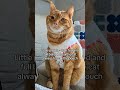 #cat mom #cat #catshorts #cats #catsofusa #catlovers #catlove #cathealth #catparent #cathealthtips