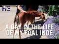 A DAY IN THE LIFE OF MY TWO WEEK OLD FOAL | HACKETT EQUINE