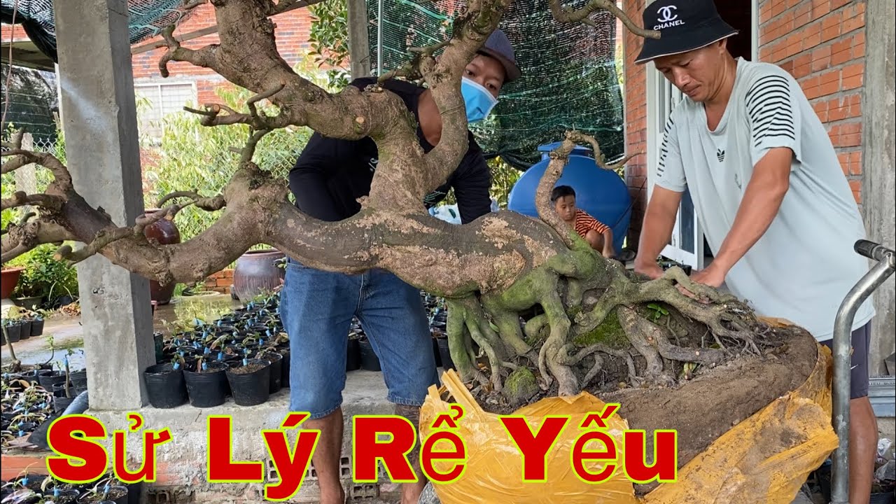 Лечение желтой корневой гнили абрикоса