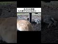 ただ寝ていただけのうさぎに悲劇が…