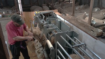 Peakhandler Crutching on the Sheep Station
