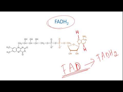 FMN, FAD, NAD, NADP - What are they?