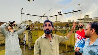 Full chaas krwa di Barish mein cheena kabutar ny  | Dar pigeons club |