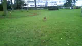 Rapport d'objet / Fetch game