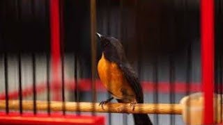 Coba Sekali SAJA 100% JITU, TLEDEKAN  BISU diJAMIN NYAUT GACOR dan NGEROLL