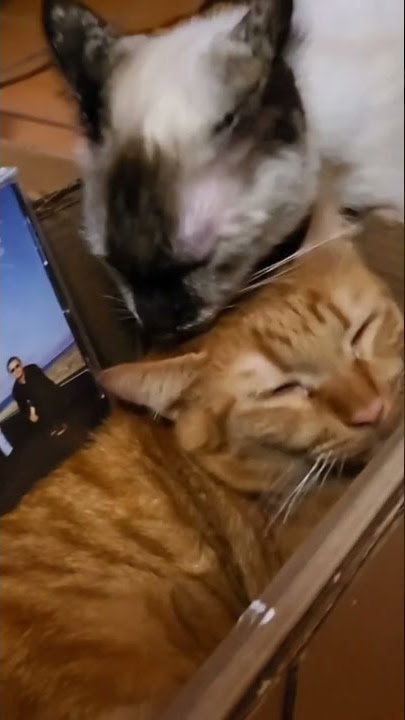 The Cranberries Just my imagination. | #shorts #catlovers #music