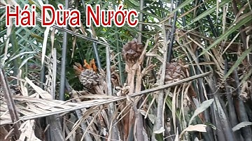 Đi Chặt Dừa Nước Cuộc Sống Quê Bình Dị Mà Vui