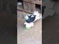 lakka pigeon breeding pair 🕊️🔥♥️ #bestfriend #love #transition