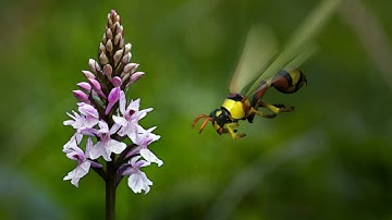 Delta Unguiculatum/Wasp Bee - Guêpe - ZBrush 4 - timelapse modeling and polypainting. Dethan